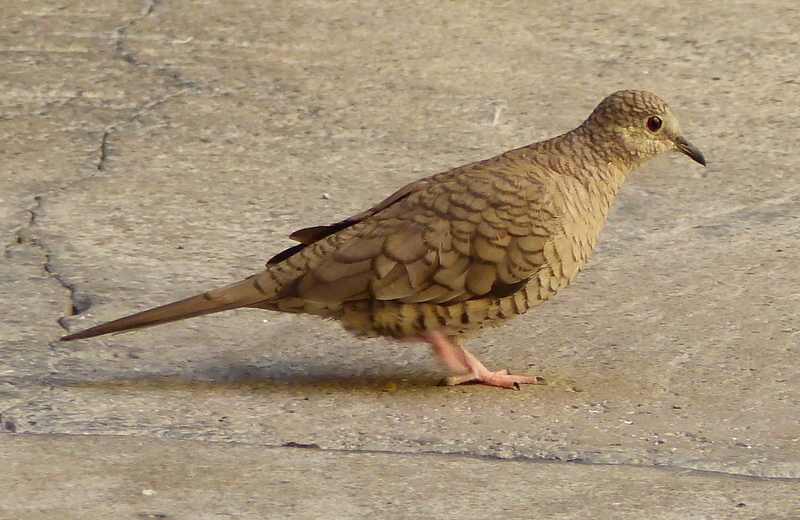 Image of Inca Dove
