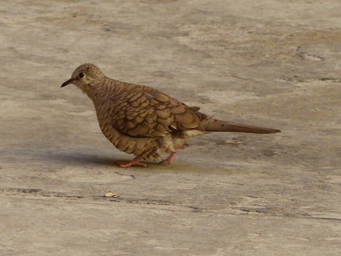 Image of Inca Dove