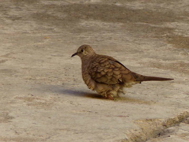 Image of Inca Dove