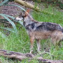 Image of Mexican wolf