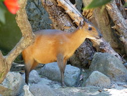 Image of Red-flanked Duiker