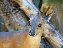 Image of Red-flanked Duiker