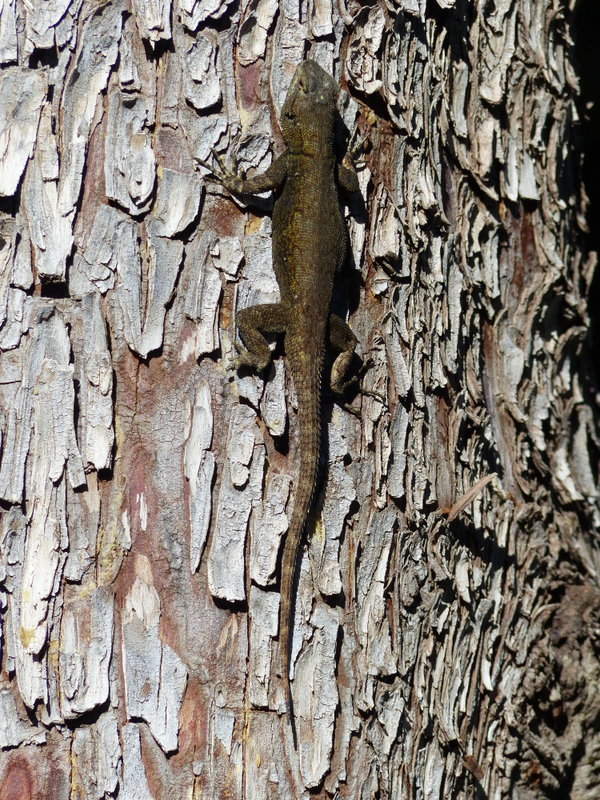 Image of Graphic Spiny Lizard