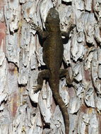 Image of Graphic Spiny Lizard