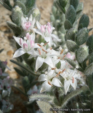 Image of spreading alkaliweed