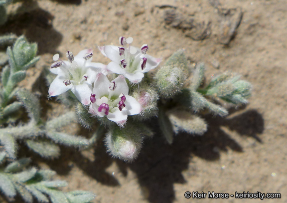 Image of spreading alkaliweed