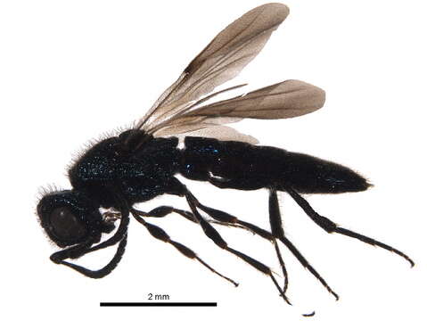 Image of Sparasionidae