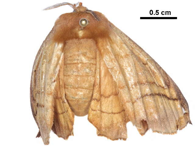 Image of glory moths