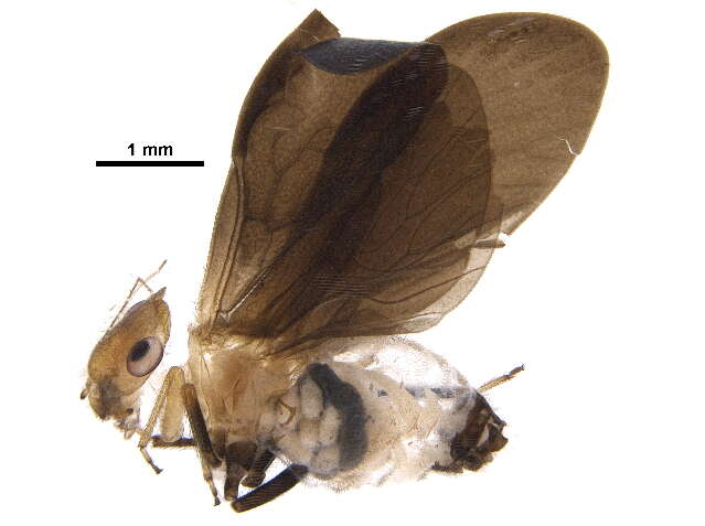 Image of Calopsocidae