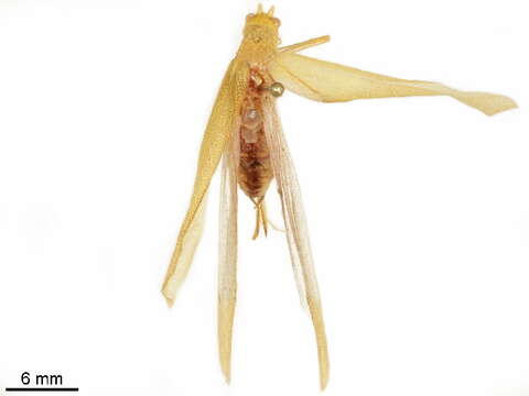 Image of Phaneroptera