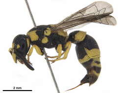 Image of Tachyancistrocerus