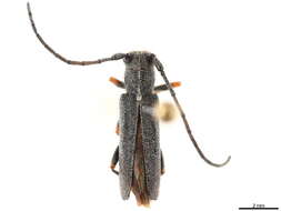 Image of Phytoecia