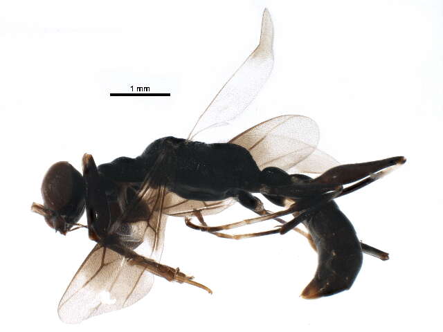 Image of Dryinus