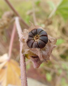 Image of <i>Malva pseudolavatera</i>