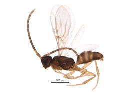 Image of Embolemidae