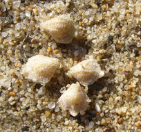 Image of beach saltbush