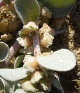 Image of beach saltbush