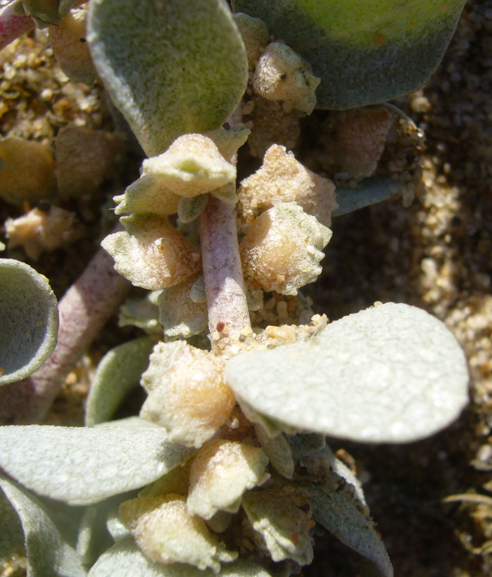 Image of beach saltbush