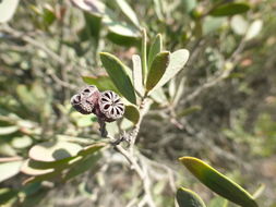 Image de Leptospermum laevigatum (Gaertner) F. Müll.