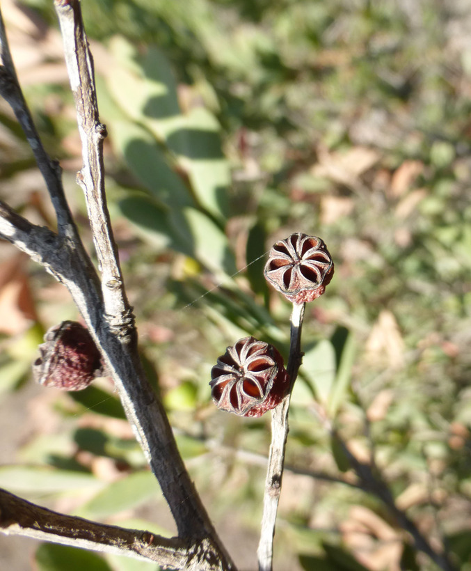 Image de Leptospermum laevigatum (Gaertner) F. Müll.