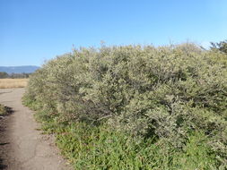 Image de Leptospermum laevigatum (Gaertner) F. Müll.