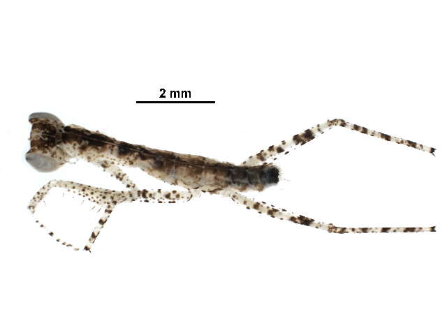 Image of Tarachodinae