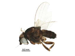 Image of Phyllomyzinae