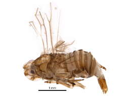 Image of Meenoplidae