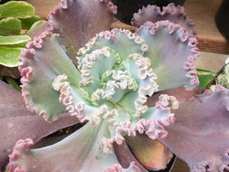 Plancia ëd Echeveria gibbiflora DC.