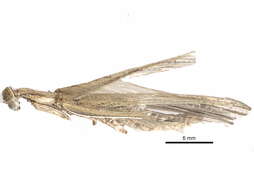 Image of Tarachodinae