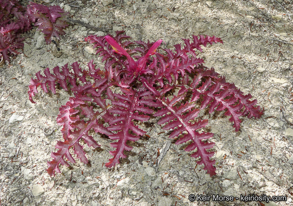 Слика од Pedicularis densiflora Benth.