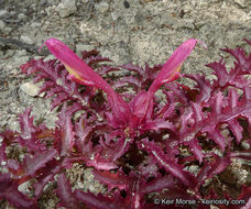 Слика од Pedicularis densiflora Benth.