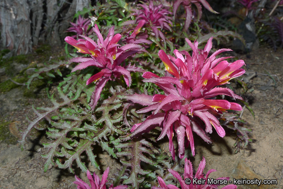 Слика од Pedicularis densiflora Benth.