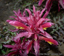 Слика од Pedicularis densiflora Benth.