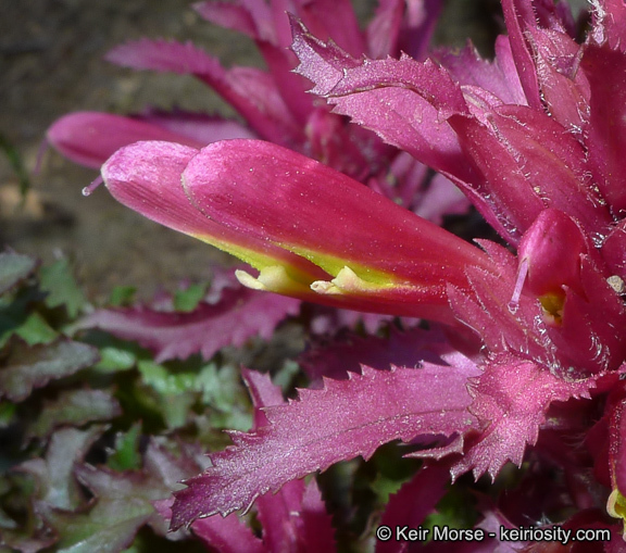 Слика од Pedicularis densiflora Benth.