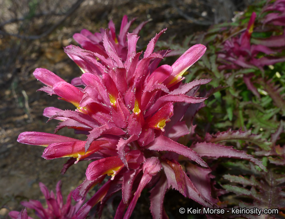 Слика од Pedicularis densiflora Benth.