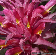 Слика од Pedicularis densiflora Benth.