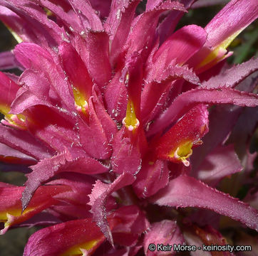 Слика од Pedicularis densiflora Benth.