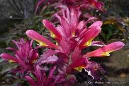 Слика од Pedicularis densiflora Benth.