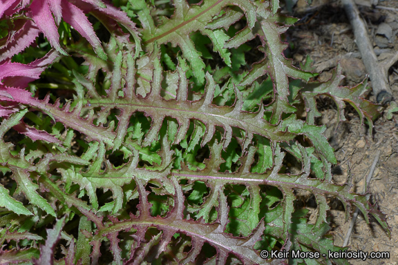 Слика од Pedicularis densiflora Benth.