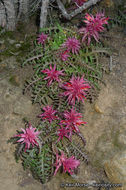 Слика од Pedicularis densiflora Benth.