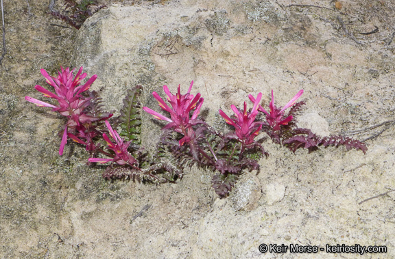 Слика од Pedicularis densiflora Benth.