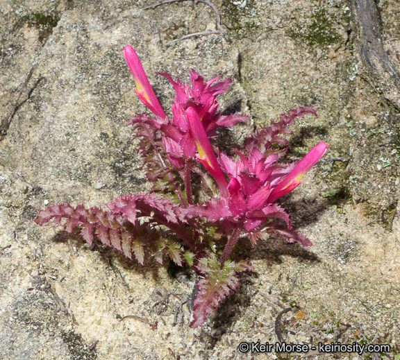 Слика од Pedicularis densiflora Benth.