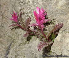 Слика од Pedicularis densiflora Benth.