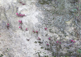 Слика од Pedicularis densiflora Benth.