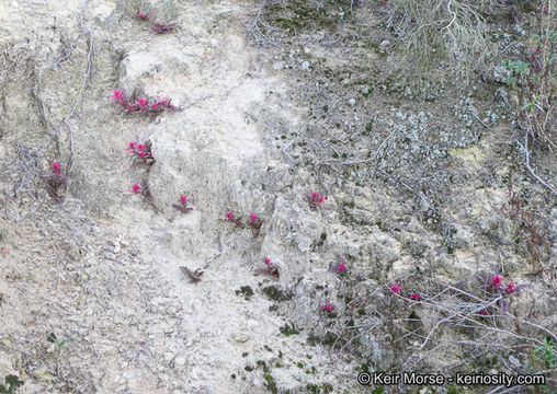 Слика од Pedicularis densiflora Benth.