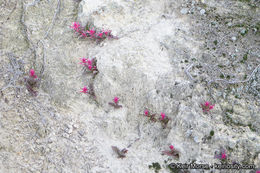 Слика од Pedicularis densiflora Benth.