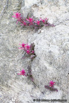 Слика од Pedicularis densiflora Benth.