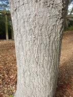 Image of Pin Oak