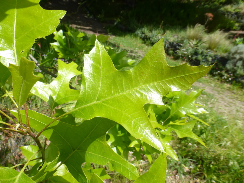 Image of Pin Oak